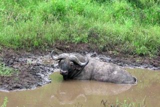 Buffalo enjoying a 'beauty' mud bath!