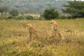 "Big 5" Safari Tour - Cheetah