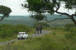 "Big 5" Safari Tour - The elephant leads the way!