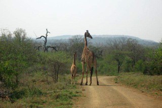 "Big 5" Safari Tour - Giraffe "mum" with her youngster.