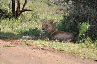 "Big 5" Safari Tour - Lioness lazing in the shade next to the road.