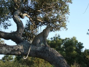 The Bush_Solitary leopard