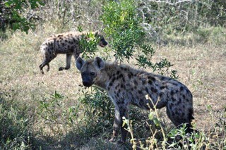 "Big 5" Safari Tour - Wild dogs