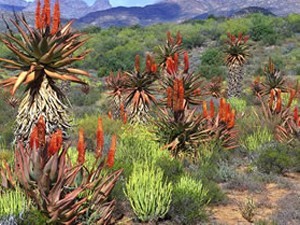 aloes_02