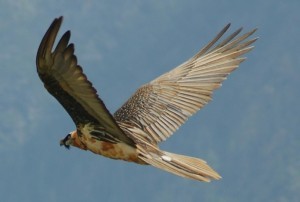 lammergeier